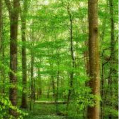 හරිත වර්ණ අපේ පාසල